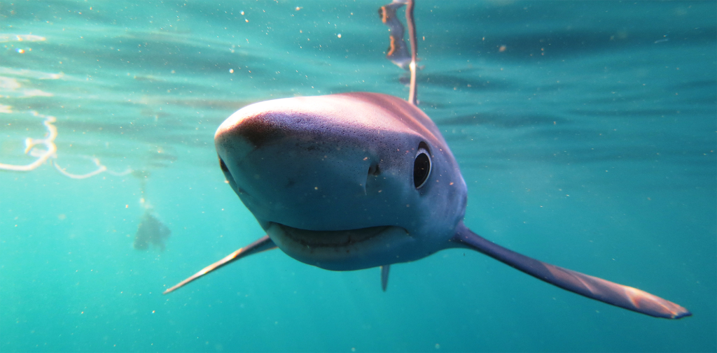 Friends for Sharks