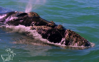 Southern Right whale, False Bay, South Africa