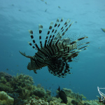 Lion fish