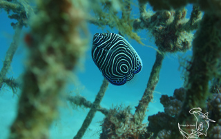 Juvenile Emperor Angelfish