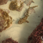 A Happy Eddie (Puffadder shyshark)