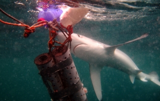 Blue Shark Cornwall