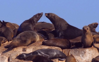 Cape Fur Seals