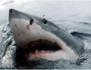 great white shark