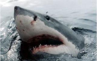 great white shark