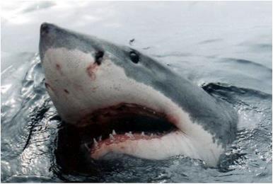 great white shark