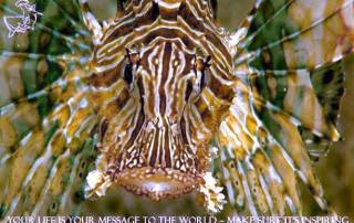 Lionfish