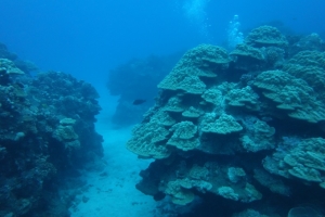 Rarotongan corals