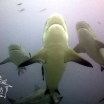 Beautiful Bull Sharks, Fiji