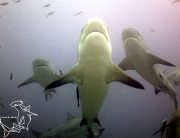 Beautiful Bull Sharks, Fiji