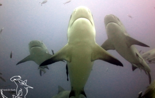 Beautiful Bull Sharks, Fiji