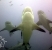 Beautiful Bull Sharks, Fiji