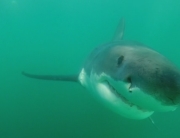 great white shark