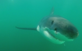 great white shark