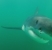 great white shark