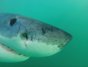 great white shark